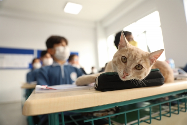 Kedi yavrusu okulun maskotu oldu