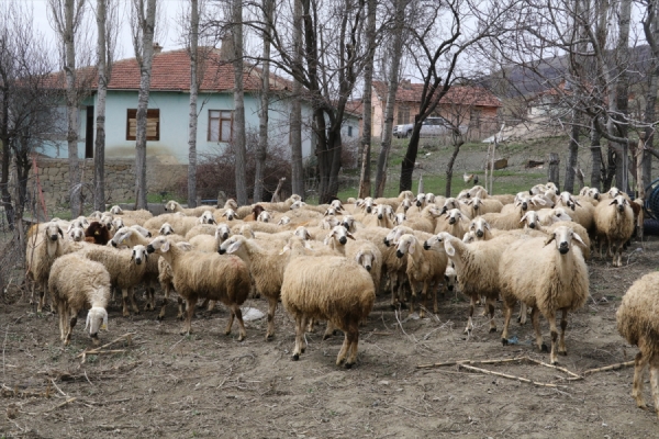 Yüksek lisans öğrencisi uzaktan eğitim sürecinde köyünde koyun otlatıyor